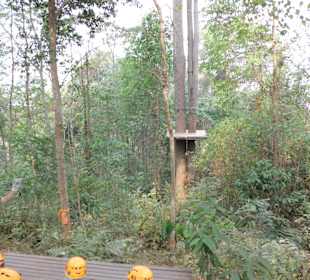 Von Baumkrone zu Baumkrone