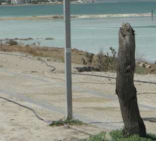 Już widać oleistość