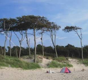 Windflüchter am Weststrand