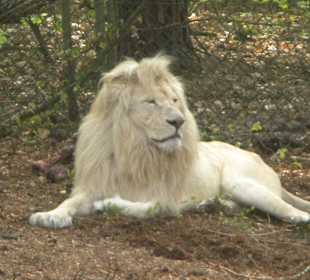 Weißer Löwe