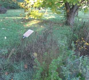 Botanischer Garten