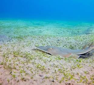 Schnorcheln Marsa Alam