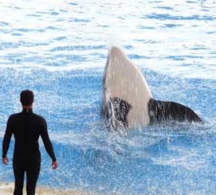 Orca Show