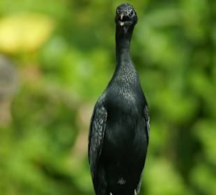 Kormoran am Bentota Fluß