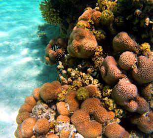 Schnorcheln Marsa Alam