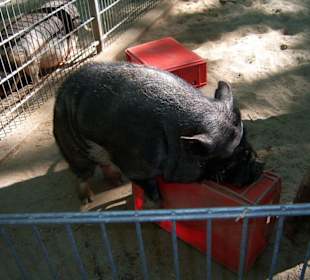 Hängebauchschwein 3