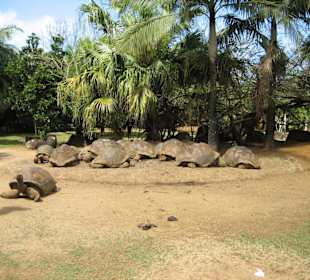 La Vanille Crocodile Farm