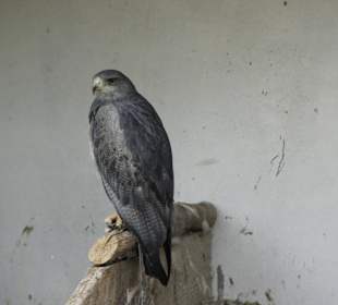 Wildtierpark Freisen