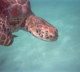 Wasserschildkröte in Akumal-Beach