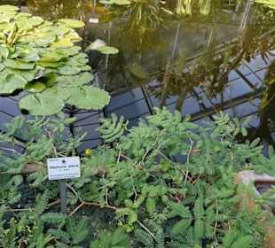 Botanischer Garten