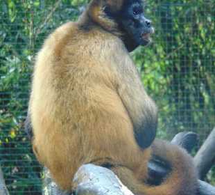 La Paz Waterfall Gardens