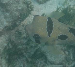 Riffvielfalt unter Wasser