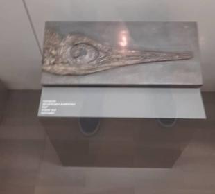 Naturkundemuseum