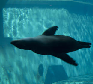 Seelöwe