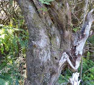 Ausgefallene Formationen