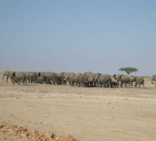 Große Elefantenherde