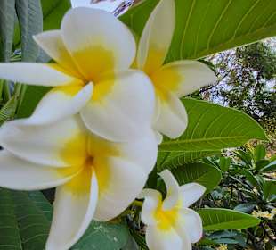 Wunderschöne Blüten 