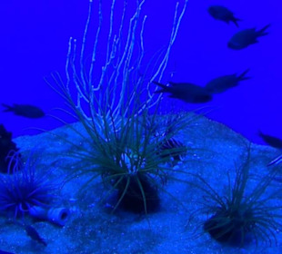 Palma Aquarium