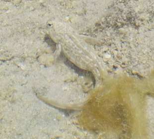 Auch am Riff gesehen