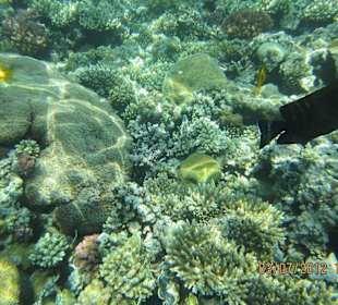 Am Hausriff direkt vor dem Hotel