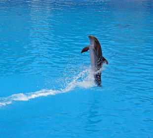Delfin - Show