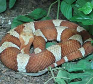 Rattlesnake Museum in Albuquerque