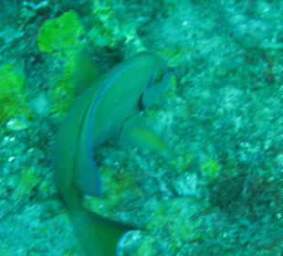 Tauchgang vor St. Georges/Grenada