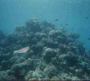 Mondo marino di fronte all'hotel