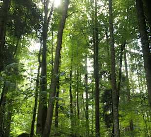 Wunderbarer Märchenwald bei Ruhpolding