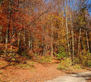 Blick auf den Wienerwald