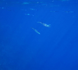 Riffkalmare am Hausriff Nord...