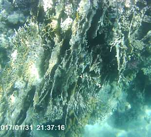 Schnorcheln Makadi Bay