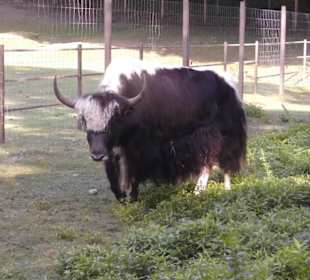 Wildpark Lüneburger Heide