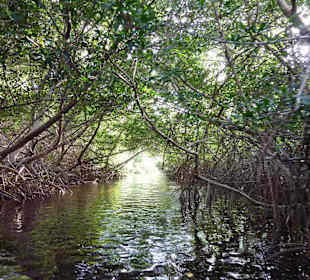 Durch die roten Mangroven