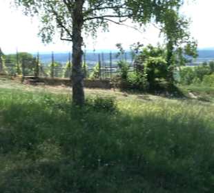 Früchtetrauf - Wurmlinger Kapellenwegle