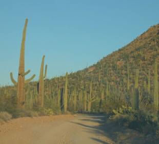 Saguaro National Park West 