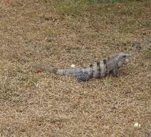 Leguan beim Mittagessen
