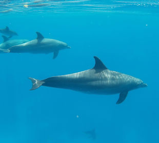 Delfin Tour 2015 Joseph & Marlen