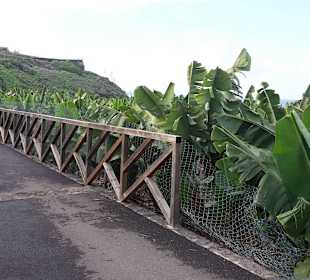 Bananenplantage in direkter Umgebung