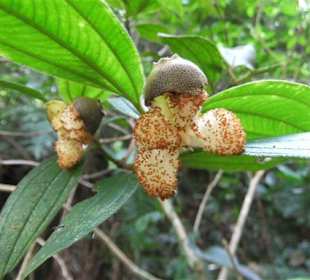 Im Sinharaja Regenwald - Geführte Touren Astrid Tours Sri La