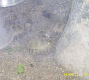 Palmiarnia w Poznaniu.