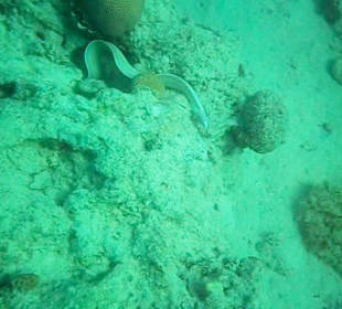 Unterwasserwelt Hausriff