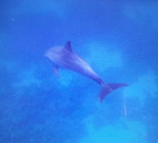 Delfinausflug mit Mo 