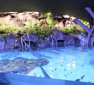 Acuario