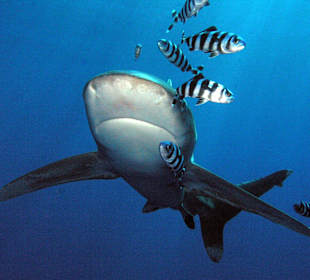 Oceanic White Tip Shark (Diving)