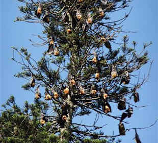 Flughunde im Botanischen Garten Peradeniya - Geführte Touren
