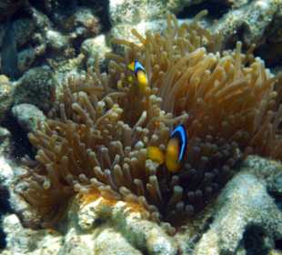 Schöne Unterwasserwelt