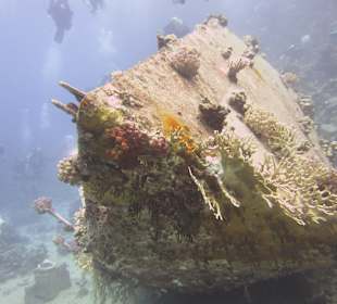 Schnorcheln Marsa Abu Galawa Hurghada