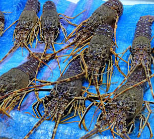 Rundgang durch den Mercato Civico di San Benedetto