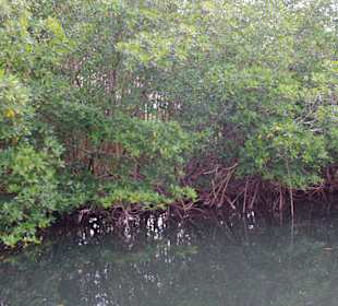 Mangroven im ruhigen Wasser